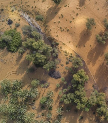 envirnomental-345x391